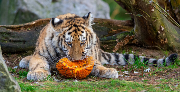 Young Siberian tiger devouring a pumpkin