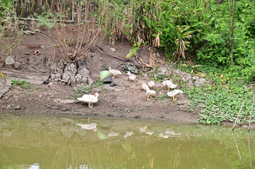 A Large Group of black ducks and white ducks is looking for food on the ground with natural background at Thailand.