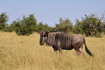 Fototapeta premium Streifengnu / Blue wildebeest / Connochaetes taurinus