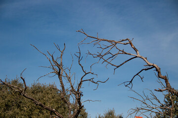 Dry or leafless trees due to drought or winter where you can see their decrepit branches or trunks
