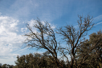 Dry or leafless trees due to drought or winter where you can see their decrepit branches or trunks