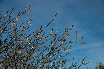 Dry or leafless trees due to drought or winter where you can see their decrepit branches or trunks