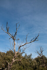 Dry or leafless trees due to drought or winter where you can see their decrepit branches or trunks