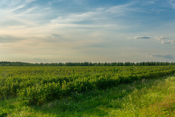 Fototapeta premium Rows of currant bush on the agricultural field.