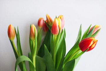 Red and yellow tulips on a white background