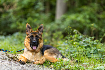 Deutscher Schäferhund