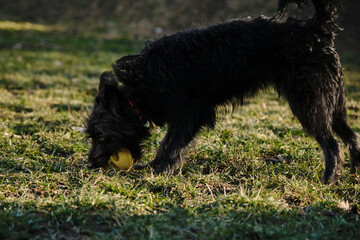 A black shaggy bearded mongrel puppy plays with a ball in a spring park on a sunny day. The dog...