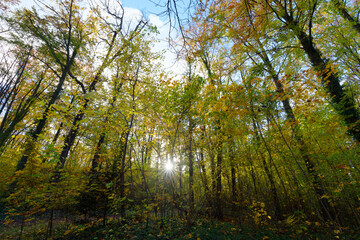 Fototapeta premium National Estate of Saint-Cloud in Île de France region