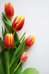 Red and yellow tulips on a white background