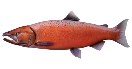 3D Rendering Chinook Salmon Fish on White