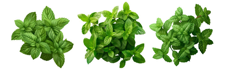Peppermint isolated on transparent background cutout