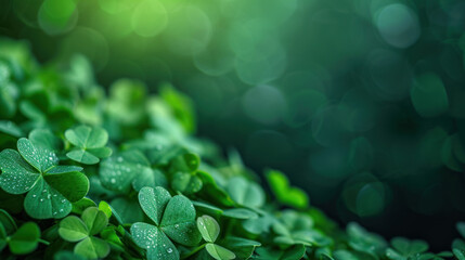 Lush Green Clover Leaves with Dew Drops. St. Patrick's Day Background.
