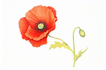 An up-close illustration showcasing the intricate beauty of a red poppy , cartoon drawing, water color style