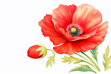 An up-close illustration showcasing the intricate beauty of a red poppy , cartoon drawing, water color style