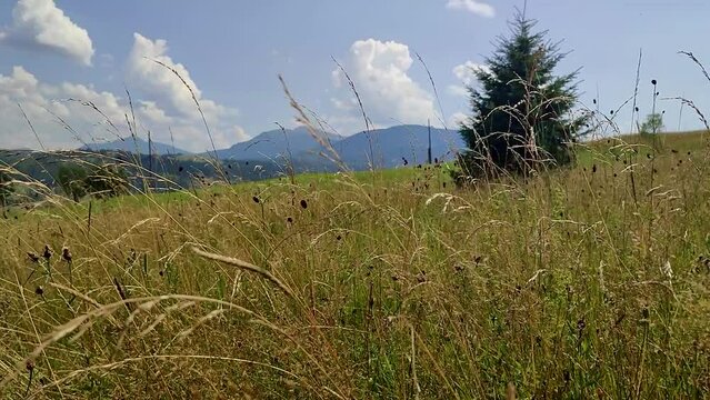 Beautigul grasses on the meadow in Carpathian mountains, Ukraine