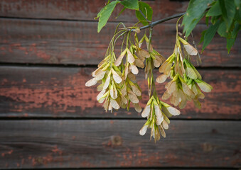 Bunches of maple seeds on the wooden background.