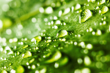 Green leaf water drops. Natural environment background. Raindrops morning dew texture. Ecology background. Freshness texture. Shiny water on green plant.