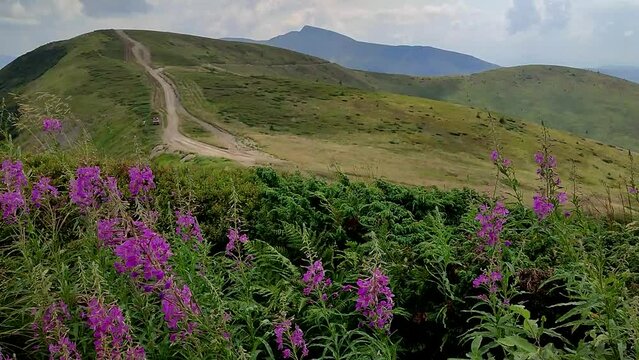 Beautiful ivan tea flowers in carpathian mountains