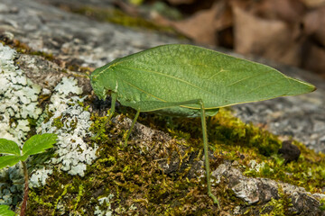 Greater Angle-winged Katydid - Microcentrum rhombifolium