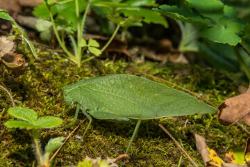 Greater Angle-winged Katydid - Microcentrum rhombifolium