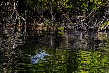 Everglades Florida - ein Aligator auf Nahrungssuche