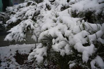 The snow that has fallen piles up on the tree branches, creating a spectacular sight.