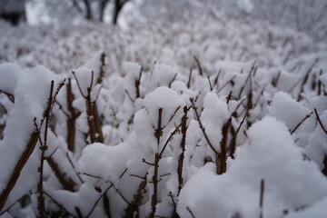 The snow that has fallen piles up on the tree branches, creating a spectacular sight.