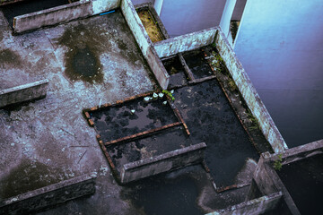 Apartment's mossy rooftop which has water and plants.