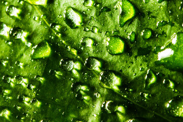 Green leaf water drops. Natural environment background. Raindrops morning dew texture. Ecology background. Freshness texture. Shiny water on green plant.