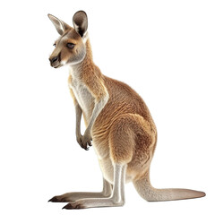 Kangaroo Isolated