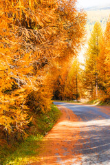 swiss national park, Parc Naziunal Svizzer, in autumn - engading, switzerland - rolling alps with orange green and red colours