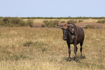 Streifengnu / Blue wildebeest / Connochaetes taurinus