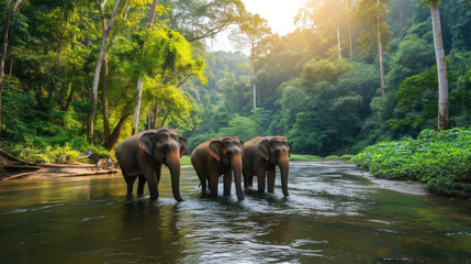 Asian Elephants in a natural river at deep forest, Thailand.