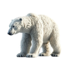 Fototapeta premium Polar Bear Isolated