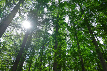 メタセコイアと木漏れ日