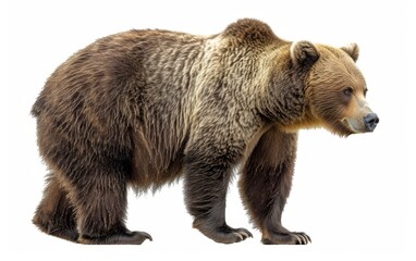 A detailed close-up of a brown bear, showcasing its thick fur and powerful build, isolated on a white background.