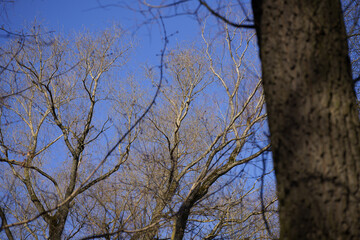 Bare branches of spring trees against a blue sky