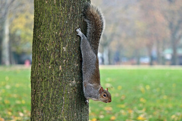 squirrel on a tree