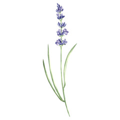 Obraz premium Lavender flowers sprig purple, watercolor illustration. Isolated hand drawn Provence floral bouquet. Botanical drawing template for card, printing packaging or tableware, textile, sticker, embroidery