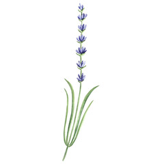 Fototapeta premium Lavender flowers sprig purple, watercolor illustration. Isolated hand drawn Provence floral bouquet. Botanical drawing template for card, printing packaging or tableware, textile, sticker, embroidery