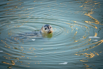 Phoque commun Veau-marin