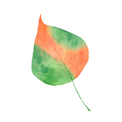 Watercolor autumn birch leaf. Botanical autumn illustration. Isolated object on a white background.