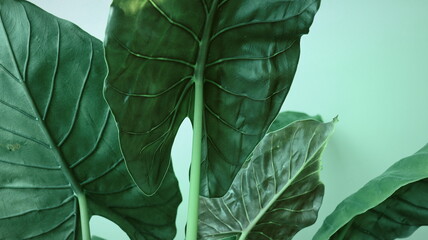 Natural Leaf Texture Background. Closeup of Green Rubber Plant Leaf Surface. Top View
