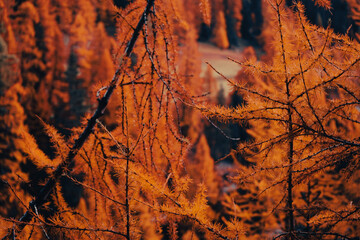 close up of orange yellow red coloured autumn leaves in the swiss national park. Parc naziunal svizzer - Engadin, Switzerland. Swiss Alpine Autumn Background