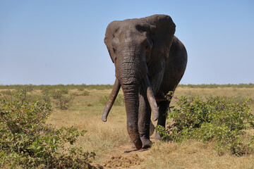 Afrikanischer Elefant / African elephant / Loxodonta africana