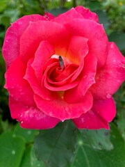 Obraz premium red rose with dew drops and fly 