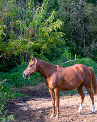The bay stallion was photographed from the side.