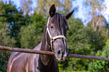 A young stallion is photographed in close-up against the background of a green forest.