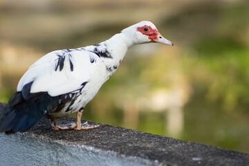 Pato Moscóvia Doméstico. Cairina moschata. Existem várias raças locais ou regionais, e os drakes destes são comumente cruzados com patos domésticos 