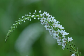 花穂が虎の尾に似た花